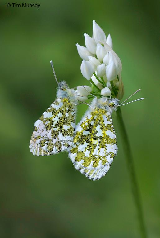 Orange Tips 090510_6.jpg